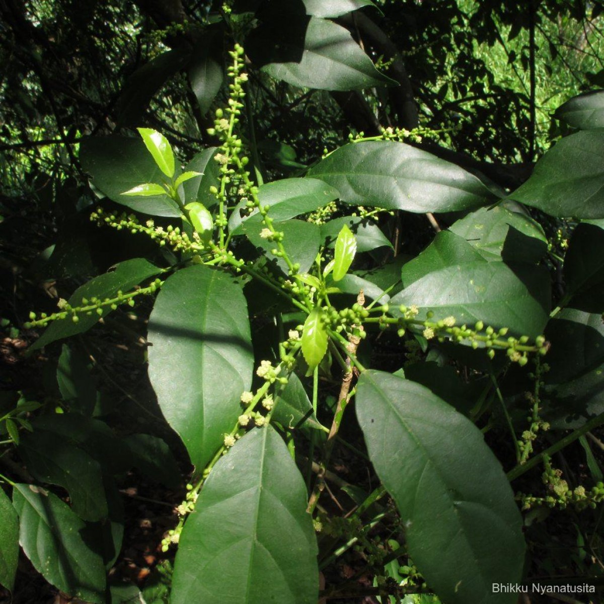 Cleidion javanicum Blume